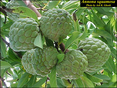 Sugar apple fruit on tree