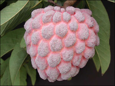 A ripe sugar apple