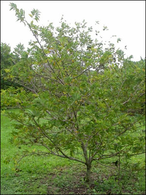 Sugar apple tree