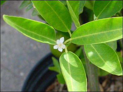 Tangerine flower