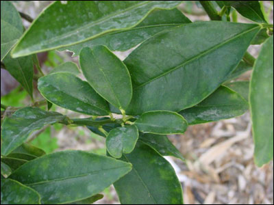 Tangerine leaves