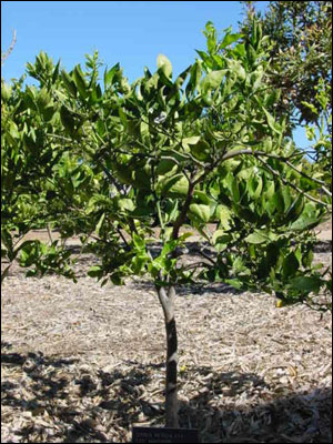 Tangerine tree