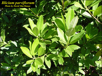 Anise foliage