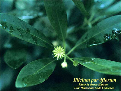 Anise fruit