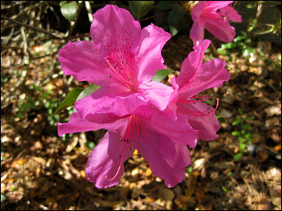 Azalea flower