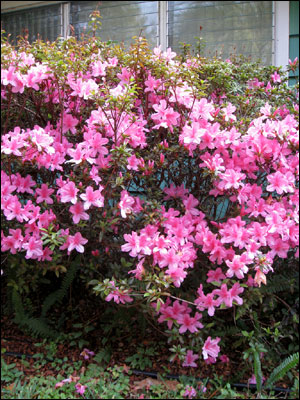 Azalea plant