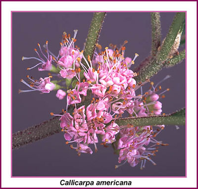 Beautyberry flower