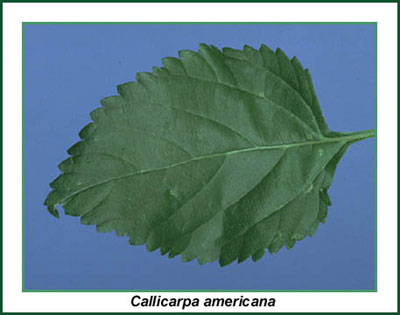 Beautyberry foliage