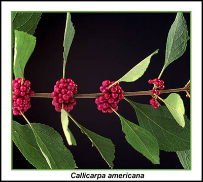 Beautyberry fruit