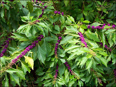 Beautyberry plant