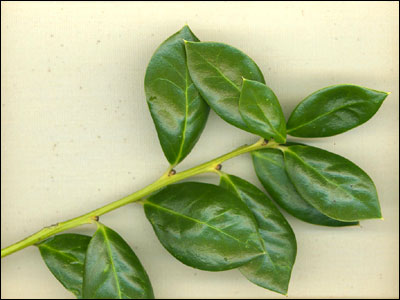 Burford holly foliage