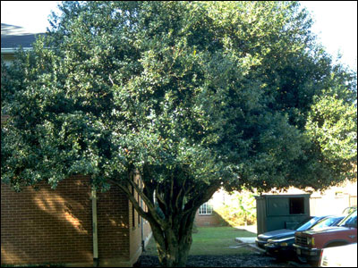 Burford Holly