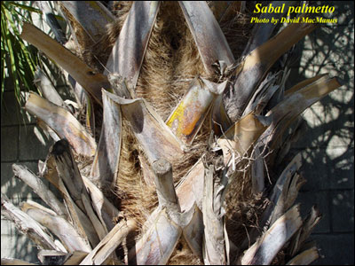 Cabbage palm boots