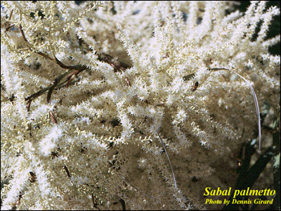 Cabbage palm flower