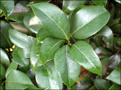 Camellia foliage