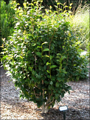 Camellia plant