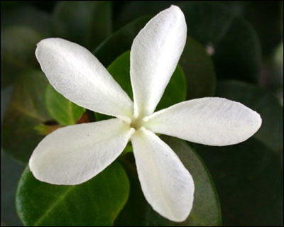 Flower of Natal plum