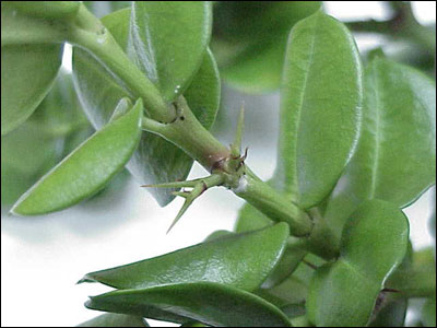 Foliage of Natal plum