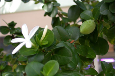 Unripe fruit of Natal plum