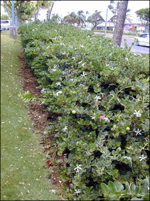 Natal plum plant