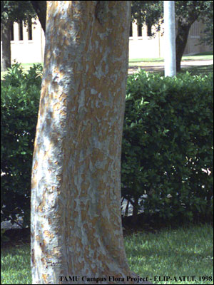 Bark of Chinese elm