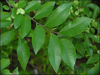 Foliage of Chinese elm