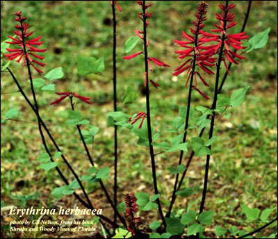 Cherokee bean plant