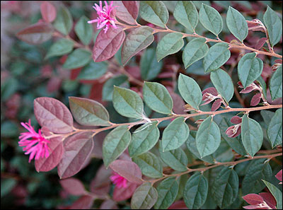 Chinese fringe bush foliage