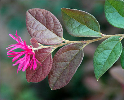 Chinese fringe bush flower