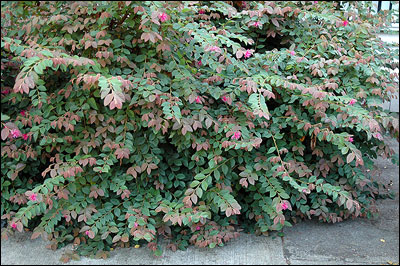 Chinese fringe bush in green form