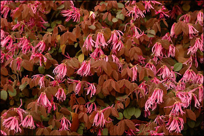 Chinese fringe bush in red form