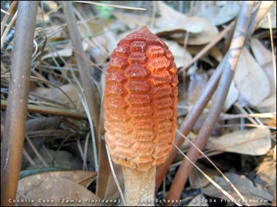 Female cone of coontie