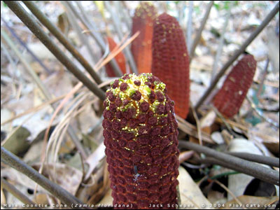 Male cone of coontie