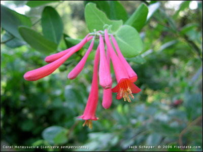 Coral honeysuckle flower