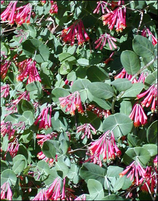 Coral honeysuckle plant