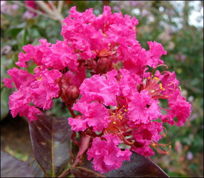 Crapemyrtle flower