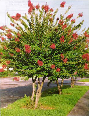 Crapemyrtle tree