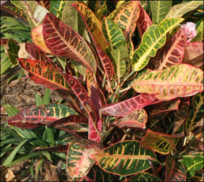 Croton plant