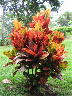 Croton plant