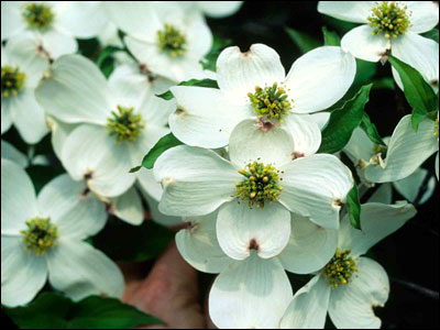 Dogwood flowers