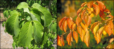 Dogwood foliage