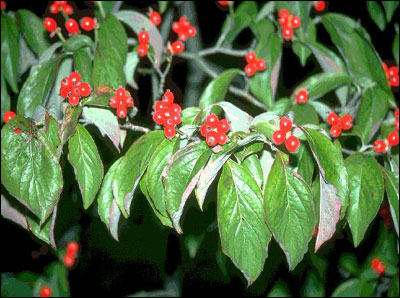 Dogwood fruit