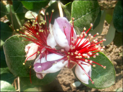 Feijoa flower