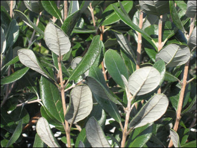 Feijoa foliage