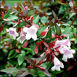 Glossy abelia flowers