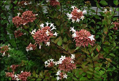 Glossy abelia foliage and flowers