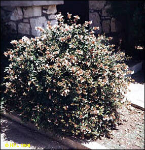 Glossy abelia shrub