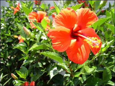 Hibiscus flower