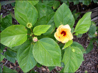 Hibiscus foliage