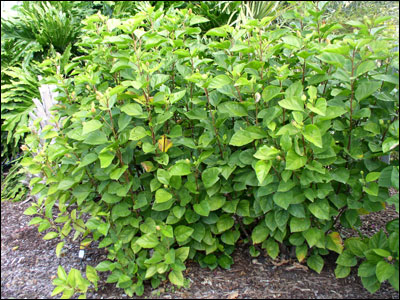 Hibiscus plant